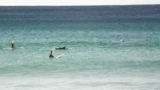 Dolphins and Surfers at Boomerang Beach