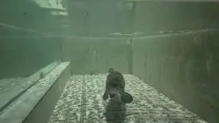 Alligator 🐊