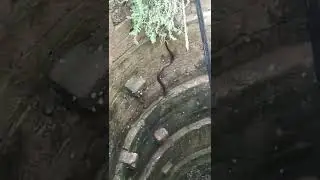 Jangal me sher Aue Sap #shorts #snake #snakerescue #sankebite