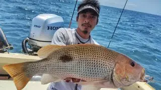 ikan Jenahak | golden snapper | vs xesta slow emotion flap