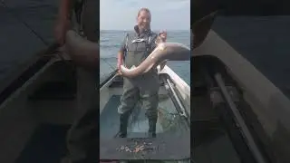 Monster Tope Caught By My Other least favorite brother. Wales Tope Fishing UK