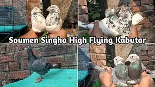 Andhra Pigeon Loft Sale Kolkata 🔥 | Soumen Singha High Flying Kabutar | Top Quality Collection