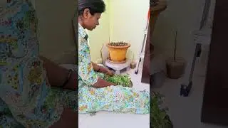 Mint harvesting 🌿 balcony garden #gardening #plants #minivlog @SonaKiDuniya