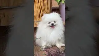 golden dog title themegolden doge the gurningcartoons for children