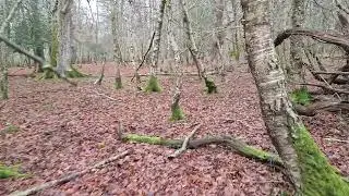 New Forest Walks - Dull December - Nature Sounds for Sleep - Anxiety