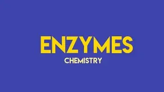Enzymes/Bio-catalysts/speed up a reaction/enzymes definition/enzyme reaction