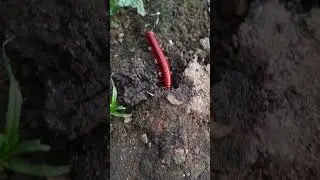 HORROR! 😱👉 Red Millipedes - Hewan Berkaki Seribu #snailhunter