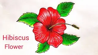 Hibiscus flower colour drawing🌺Hibiscus Flower drawing easy step by step🌺How to Draw Hibiscus Flower