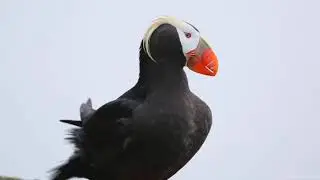 Tufted Puffins