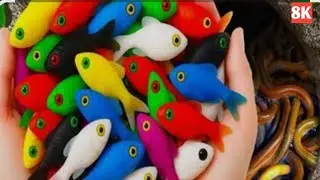 Mini Fish।Cartse beutifull fish or Small baby turtle। Pencil fish। Magnetic fish challange #minifish