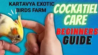 Cocktail parrot care beginners guide by kartavya exotic birds farm 🦜🦜🦜🥺🙂🙂😉🙏🙏🙏🙏🙏🙏🙏🙏🙏🙏🙏🙏🙏 subscribe
