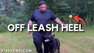 How To Use The E-Collar To Train Off-Leash Focused Heel Work