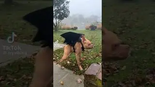 short spine syndrome dog , dog bat, 🦇bat #tiktokviral TikTok pets