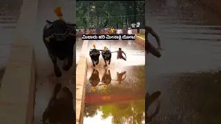 Mijar Hari meenakshi #kambala #race #speed #shorts #shortvideo #shortsfeed #manglore #udupi #karkala