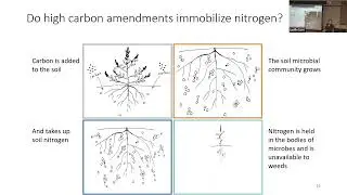 Maria Gannett: Microbial nitrogen immobilization as a tool to manage weeds in agroecosystems