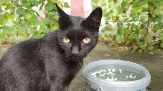 Cats Drinking Water ASMR