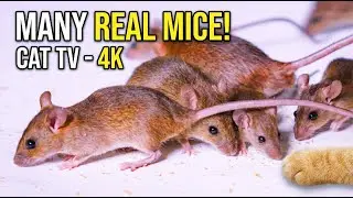 ULTIMATE Cat TV for Cats to Watch: Many Real Mice Eating Close-Up! 🐭 Feline Enrichment (4K UHD)