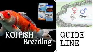 Koi Fish Breeding guideline - Ovaprime Injection - Home setup