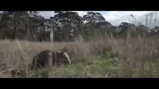 Wombat Awareness Organisation