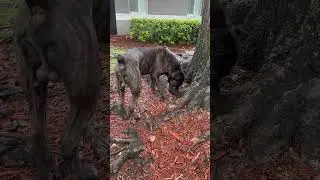 SLOWLY BECOMING A WELL BEHAVED DOG… 😅💪 #canecorso #trending #goodboy #shorts