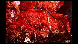長野若穂🍁保科清水寺の紅葉