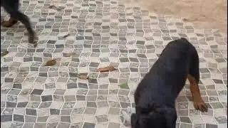 Low price in Kerala 2026|rottweiler puppies for sale in Kerala cheap price|rottweiler puppies sale 