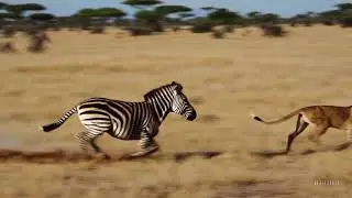 Zebra attack a lion in africa - made by AI