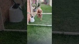 Watch this dog climb this fence!