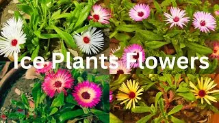 Ice Plants colors of flowers blooms in spring at Asim Garden | Living Stone Daisy flowers