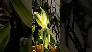 Tradescantia fluminensis|wandering jew #nature #gardenplants #home #shorts