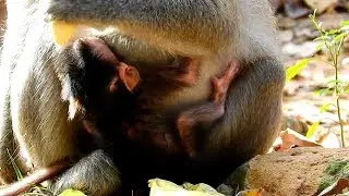 Congrats Jade Giving Birth A Lovely Newbon Baby Jayden|Baby Jayden Feel Sleepy & Get Milk From Mom
