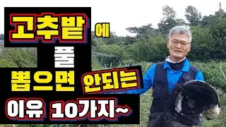 고추밭에 풀을 힘들게 왜 뽑아요? / 고추농사 / 친환경 고추 농사 / 고추농사 잘 짓는 법 / 고추농사 짓는 법 / 고추 농사법