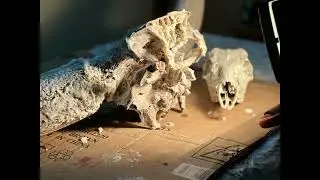 @Twisted Racks Skull Cleaning #watusi #skulls #skullcleaning #smallbusiness