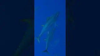 Big Eye Tuna Freeswimming in the Azores