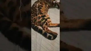My cat loves me very much, Alhamdulillah.#cat #catlovers #catfunny #catvideos #funnyvideos #petlover