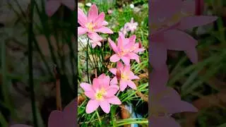 Hesperantha coccinea flower  #flowers #Hesperantha coccinea #youtube