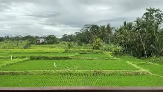 Bali Rice Fields 🌾 | 30 Minute Relaxing Screensaver | No Music