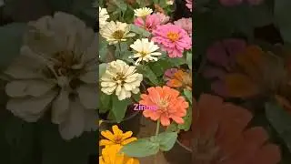 #plantsdiary #zinnia #annualplant #seasonshorticulture #nurturethenature #loveplants