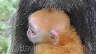 Silvered Leaf monkey (T. cristatus), Malaysia. 20160922_094200.m2ts