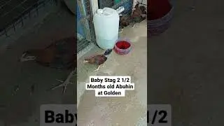 BABY STAG GOLDEN 2 1/2 MONTHS OLD #backyardbreeder