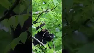 Aw, just wait until this little Black Bear cub grows into those paws and claws! ❤️