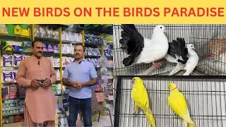 Visiting Birds Paradise | Yellow Ringneck, Suncanor, Love Birds, Pigeons, Peacocks | M Birds