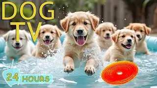 DOG TV: Best Videos Entertain & Relax for Dogs When Home Alone - Anti-Anxiety All-Day Music for Dogs
