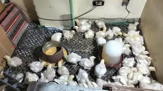 اليوم ال ١٣لي الفراخ البيضاء بديل جرعة الكوكسيديا احلي وصفه طبيعيه لزياده الوزن وفاتح شهيه طبعي 