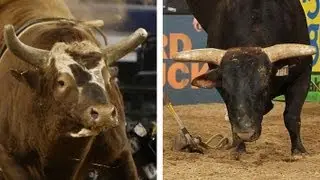 Head-to-head: Bushwacker vs. Asteroid (PBR)