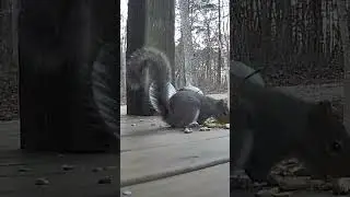 Wait Till the End&hellip; Did That Squirrel Just Wave?! 🐿️ | Live Squirrel Cam