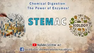 Chemical Digestion: The Power of Enzymes (Class 11-12, Zoology) | Nusrat Jahan Eva | STEMAC