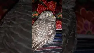 #pets #funny #viralvideo #viralshoarts #viral #travel #mountains