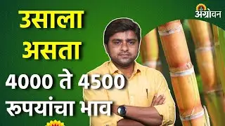 Sugar Export Ban: साखर निर्यातबंदीमुळे साखरेच्या भावातील तेजाचा शेतकऱ्यांना फायदा नाहीच | Agrowon