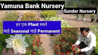 हर एक Plant सस्ता|| Sunder Nursery Yamuna Bank||#youtube #plantnurseryvisit 